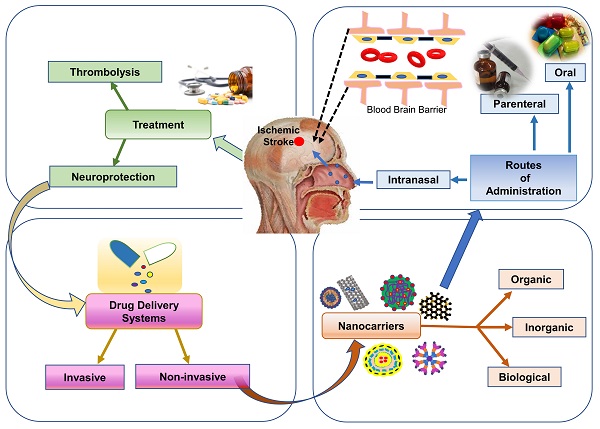 Brain Supplements & Nootropics